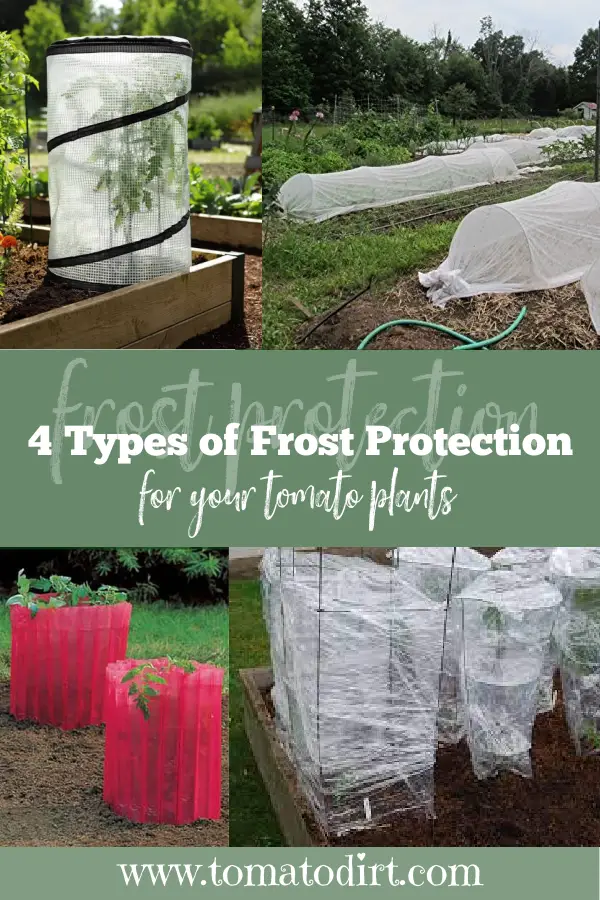 4 types of frost protection for your tomato plants with Tomato Dirt #HomeGarden #VegetableGarden