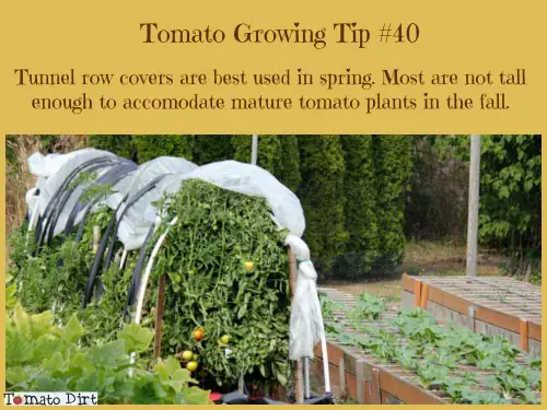 Tomato Growing Tip #40: tunnel row covers are best used in spring to protect tomato plants before they get too large. With Tomato Dirt.