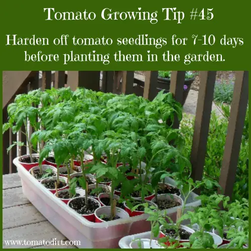 Tomato Growing Tip #45: harden off tomato seedlings for 7-10 days before planting and other helpful gardening tips for tomatoes with Tomato Dirt #growingtomatoes