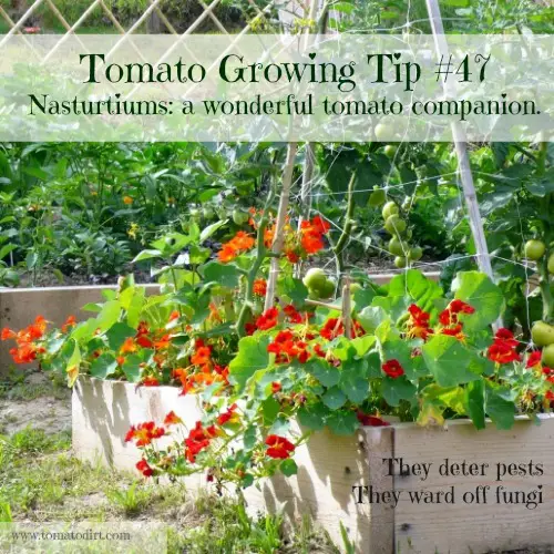 Companion plants for tomatoes: tomato and nasturtium with Tomato Dirt. #GrowingTomatoes