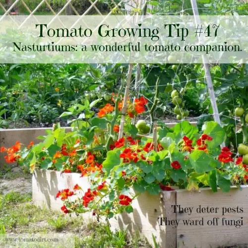 Image of Tomatoes and nasturtiums in pot