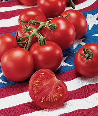 Fourth of July Tomato from Burpee via Tomato Dirt