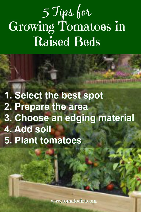 5 gardening tips for growing tomatoes in raised beds with Tomato Dirt. #GardeningTips #TomatoGrowingTips #GrowingTomatoes