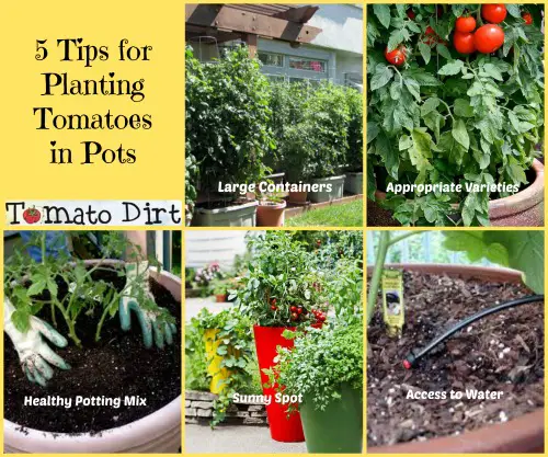 5 Tips for Planting Tomatoes in Pots from Tomato Dirt
