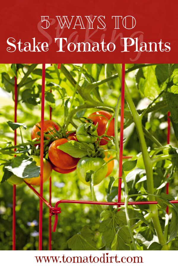 5 ways to stake tomato plants with Tomato Dirt #GrowTomatoes #HomeGardening