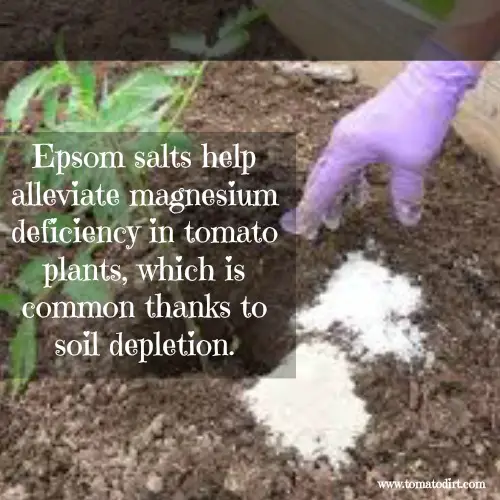 Epsom salts are a helpful tomato fertilizer with Tomato Dirt