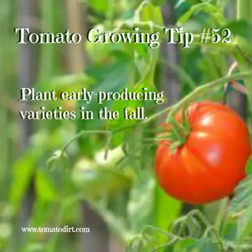 Second season tomato varieties (fall varieties) to grow. Tomato Growing Tip #52 with Tomato Dirt #GrowingTomatoes