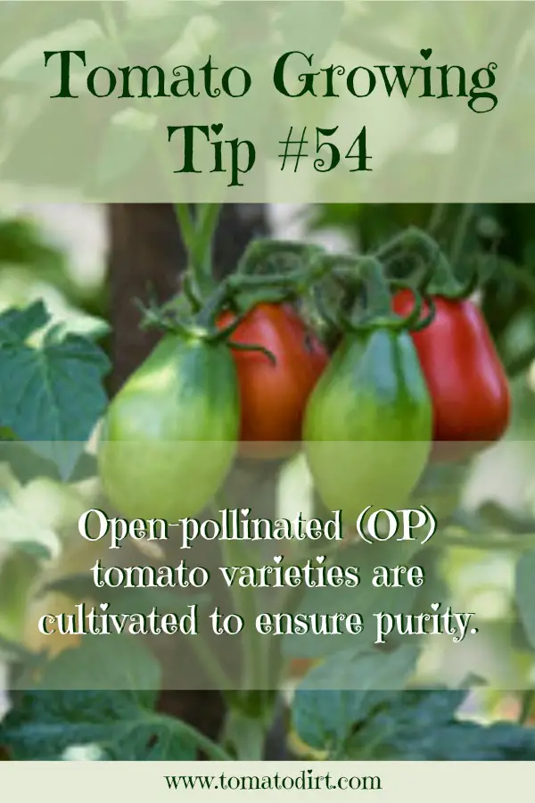 Tomato Growing Tip #54: what tomato seeds to save with Tomato Dirt #TomatoGrowingTips