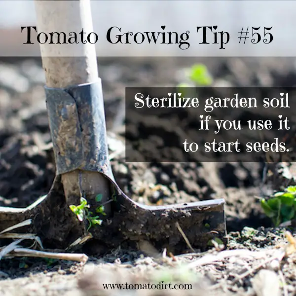 Tomato Growing Tip #55: if you must use garden soil to start seeds, sterilize it first. With Tomato Dirt