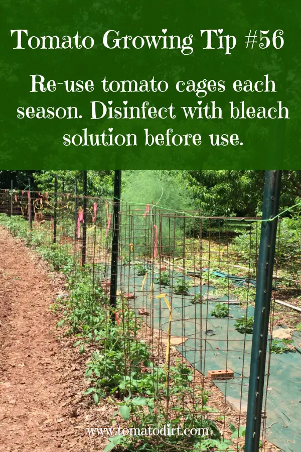 Tomato Growing Tip #56: reuse tomato cages each year with Tomato Dirt