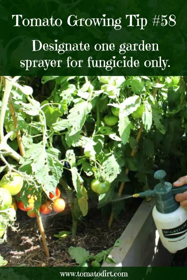 Tomato Growing Tip #58: designate one garden sprayer solely to apply fungicide with Tomato Dirt
