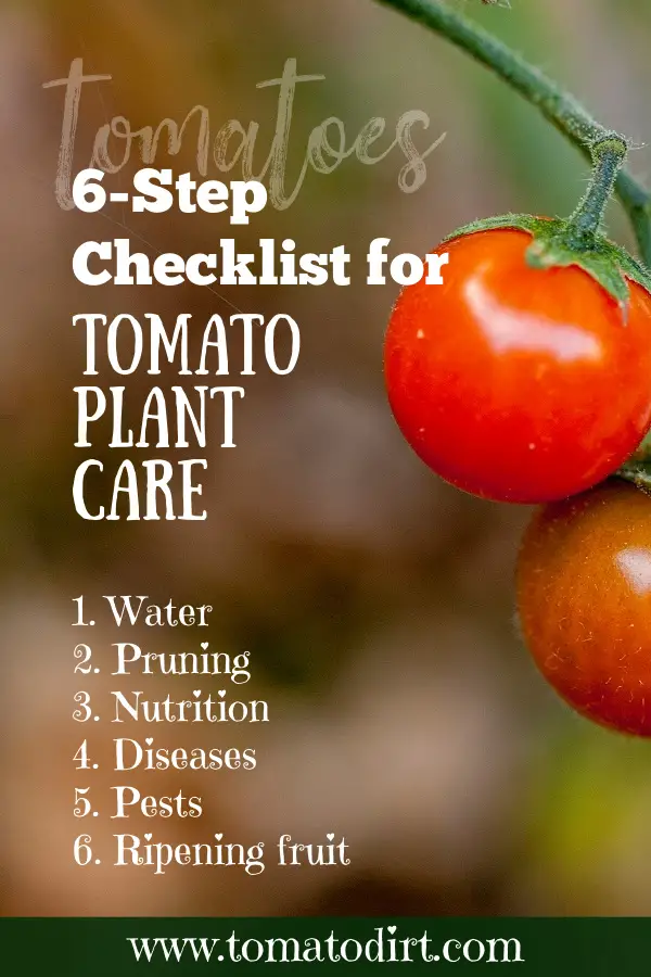 6-step checklist for tomato plant care with Tomato Dirt #HomeGarden #BeginningGardener #VegetableGarden