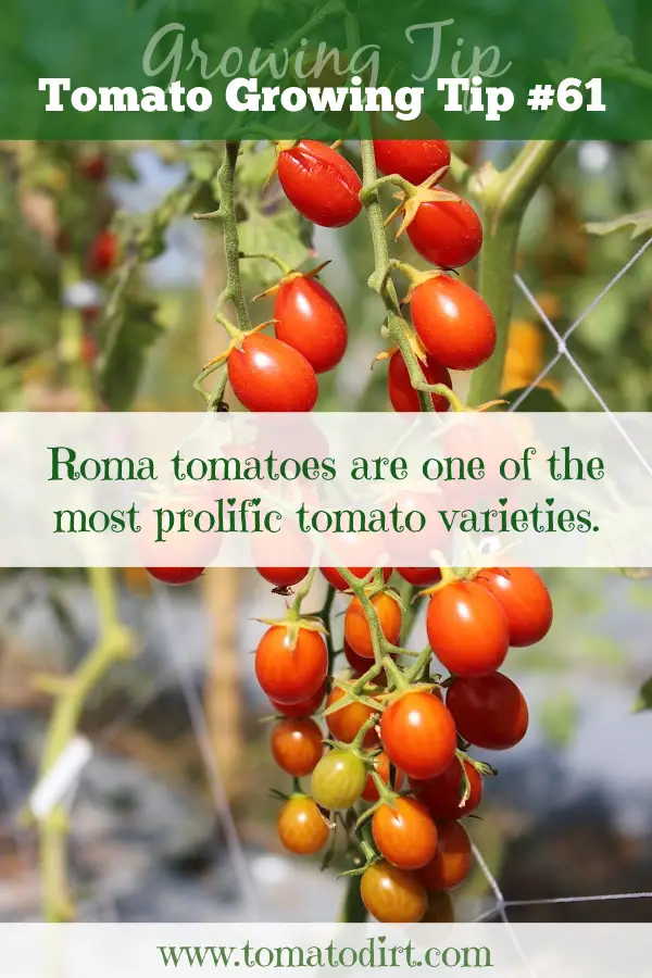 Tomato Growing Tip #61: Roma tomatoes are prolific with Tomato Dirt #TomatoVarieties #GrowingTomatoes #HomeGardener