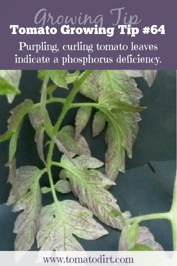 Purpling, curling tomato leaves indicate a phosphorus deficiency with Tomato Dirt #GardeningTips #GrowingVegetables #HomeGarden
