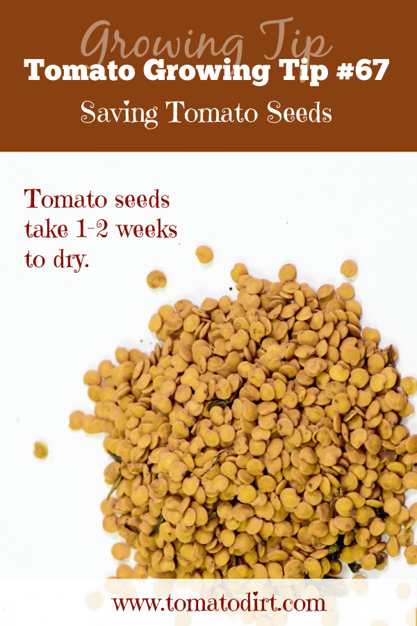 Tomato Growing Tip 67 for drying tomato seeds with Tomato Dirt #GrowTomatoes #HomeGarden #VegetableGardening