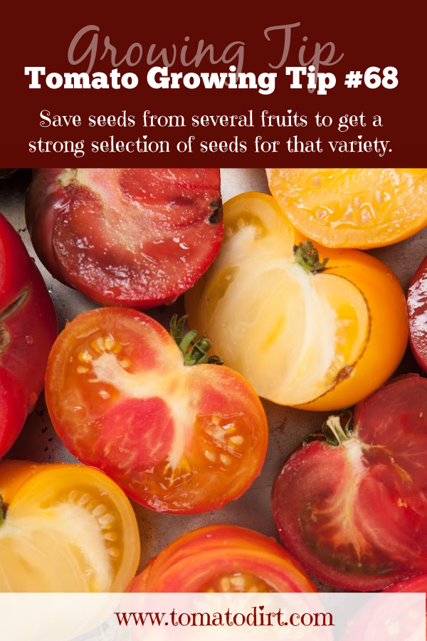 Tomato Growing Tip #68: save seeds from multiple fruits of the same variety with Tomato Dirt #GrowVegetables $HomeGarden #VegetableGardening #SeedSaving
