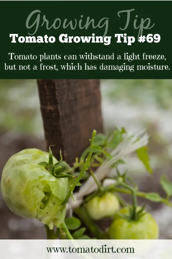 Tomato Growing Tip #69: tomatoes can withstand a light freeze but not a frost with Tomato Dirt #GrowTomatoes #HomeGarden #GardeningTips