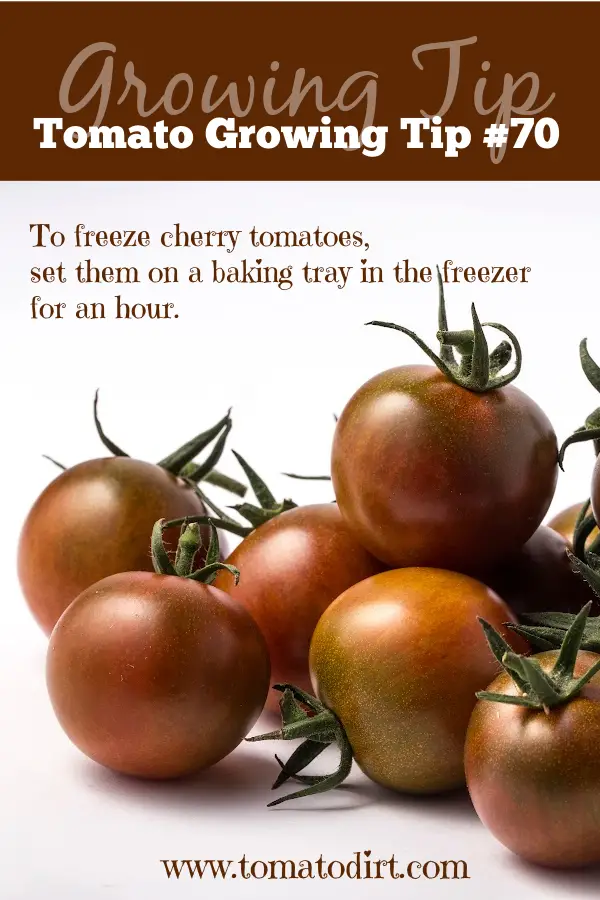 70-tip-cherry-tomatoe-take-an-hour-to-freeze