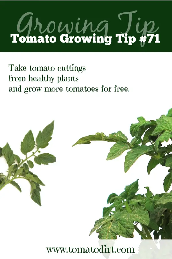 Tomato Growing Tip #71: take tomato cuttings to root so you can grow more plants for free with Tomato Dirt #GardeningTips #VegetableGarden