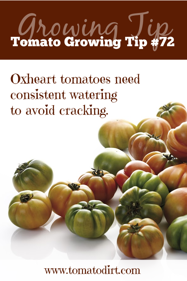 Tomato Growing Tip #72: Oxheart tomatoes need consistent watering with Tomato Dirt #HomeGardening #BeginningGardener
