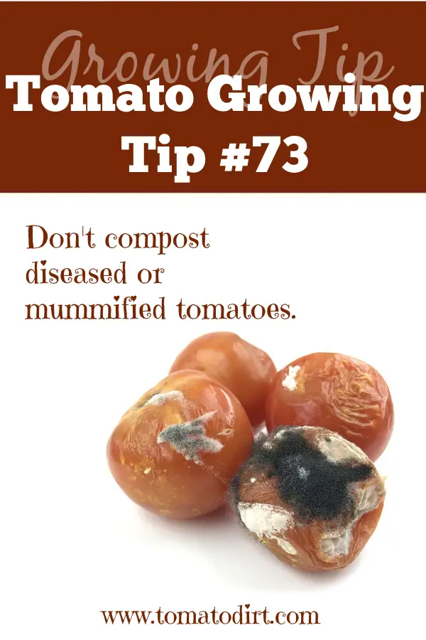 Tomato Growing Tip #73: don't compost diseased tomatoes with Tomato Dirt #composting #GrowingTips
