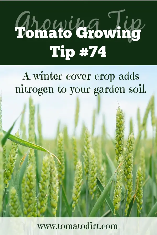 Tomato Growing Tip #74: a winter cover crop adds nitrogen to your garden soil with Tomato Dirt #HomeGarden