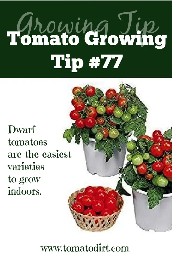 Tomato Growing Tip #77: how to choose indoor tomato varieties with Tomato Dirt #HomeGarden #IndoorGardening
