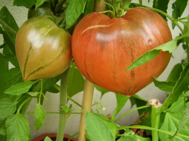 Anna Russian Tomato, image courtesy of Julian Schmidt