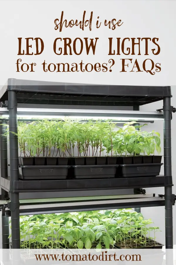 Should you use LED grow lights for tomatoes? with Tomato Dirt #HomeGardening #GrowTomatoes