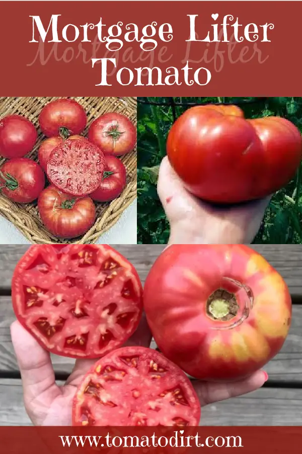Mortgage Lifter tomato with Tomato Dirt #HeirloomTomatoes #oxhearttomatoes #VegetableGardening