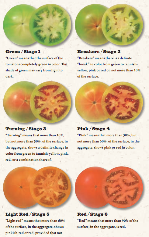USDA Tomato Ripening stages to help you know when to pick tomatoes with Tomato Dirt.