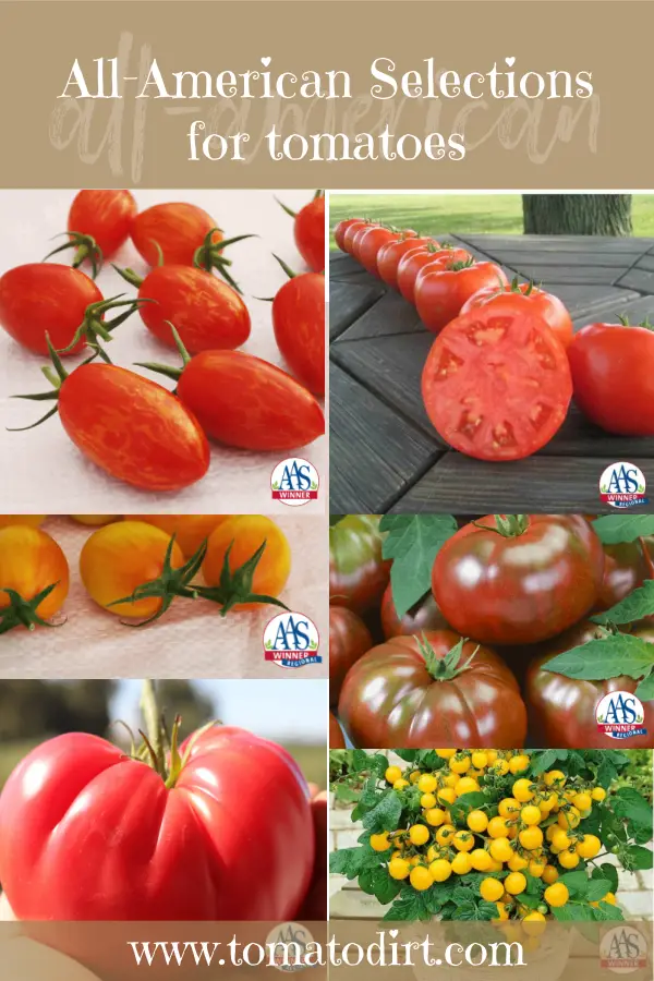 All-American Selection Tomatoes with Tomato Dirt #HomeGardening #Tomatoes