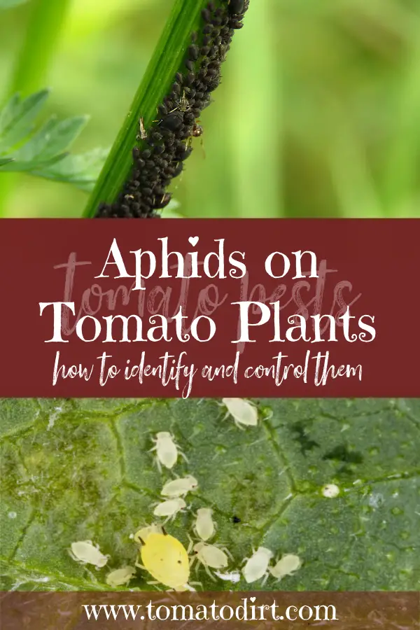Aphids on tomato plants: how to identify and control them with Tomato Dirt #GrowTomatoes #HomeGardening