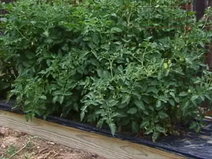 Black plastic mulch around tomato plants courtesy Colorado State University via Tomato Dirt