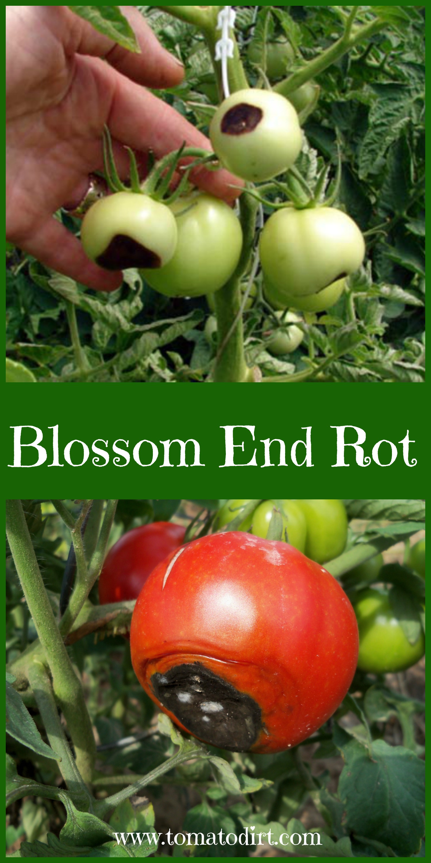 Blossom End Rot with Tomato Dirt
