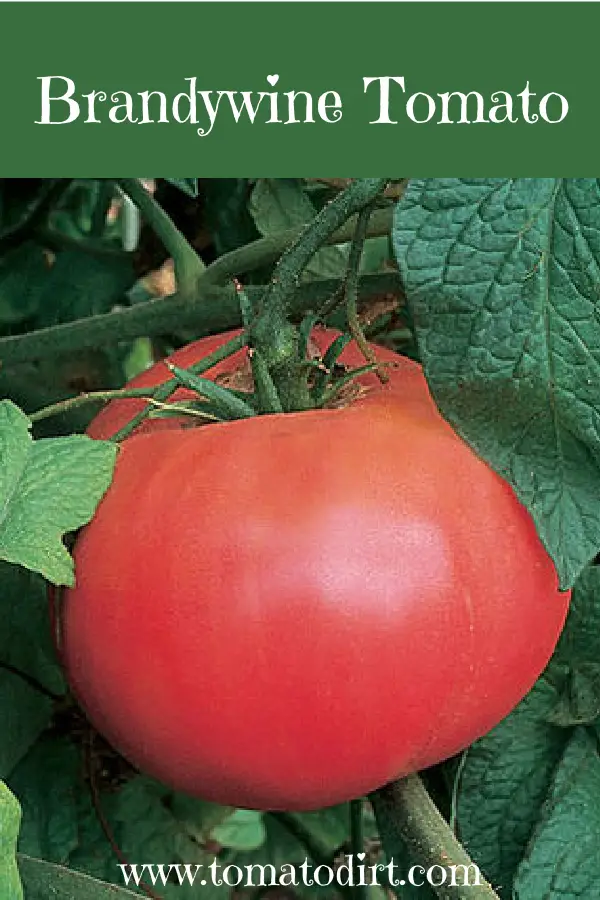 https://www.tomatodirt.com/images/brandywine-tomato.png