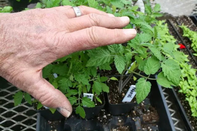 Brushing tomato seedlings with Tomato Dirt