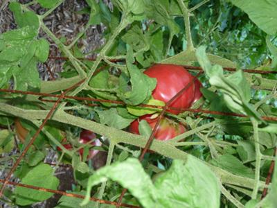 Cherokee Purple Tomato