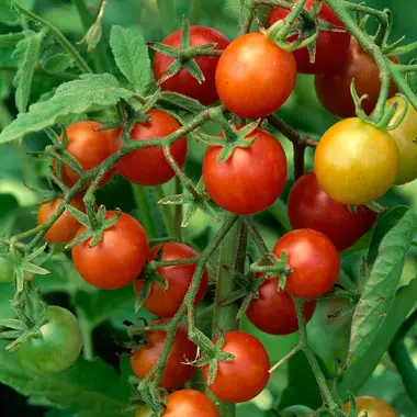 Choosing fall tomato varieties with Tomato Dirt