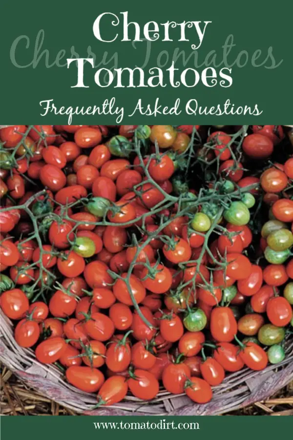 Cherry Tomatoes FAQs with Tomato Dirt #homegardening #growingtomatoes