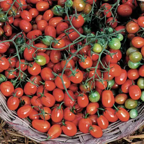 Cherry tomatoes in basket with Tomato Dirt via Seed Savers Exchange