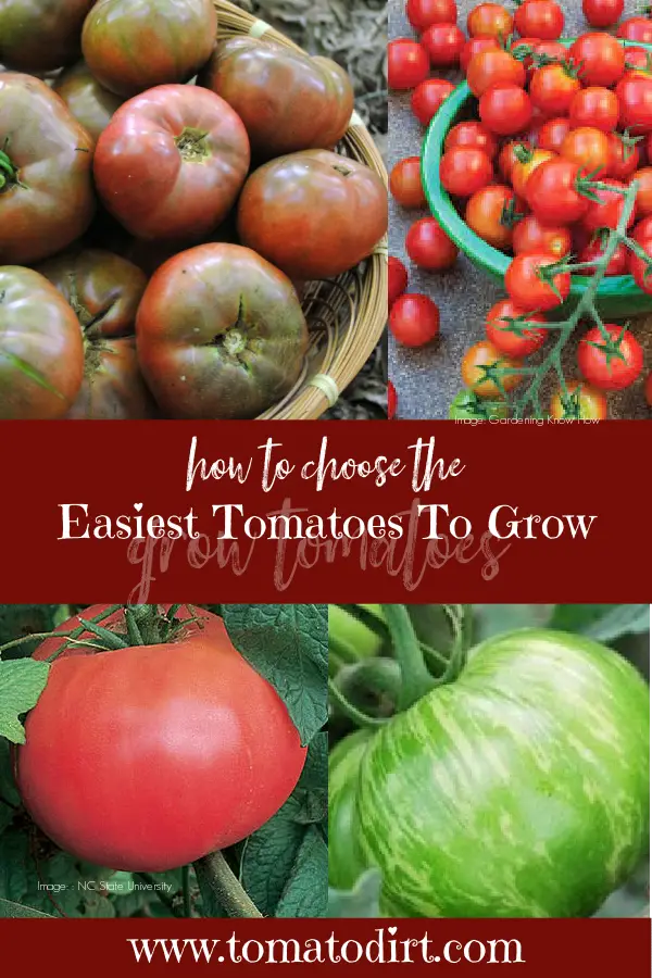 How to choose the easiest tomatoes to grow with Tomato Dirt #VegetableGardening #BeginnerGarden #HomeGarden