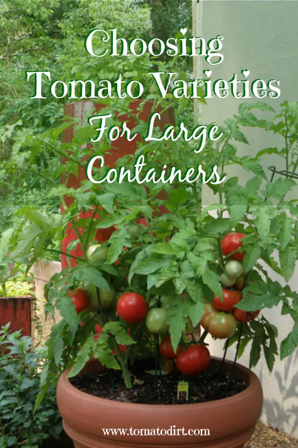 Choosing tomato varieties for large containers. #GrowingTomatoes with Tomato Dirt