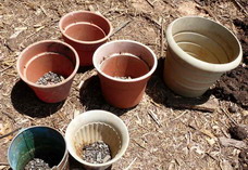 different containers for growing tomatoes in pots