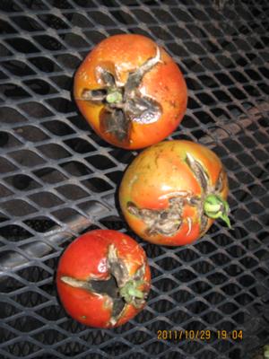 https://www.tomatodirt.com/images/cracks-and-mold-on-the-top-of-my-tomatos-21602655.jpg