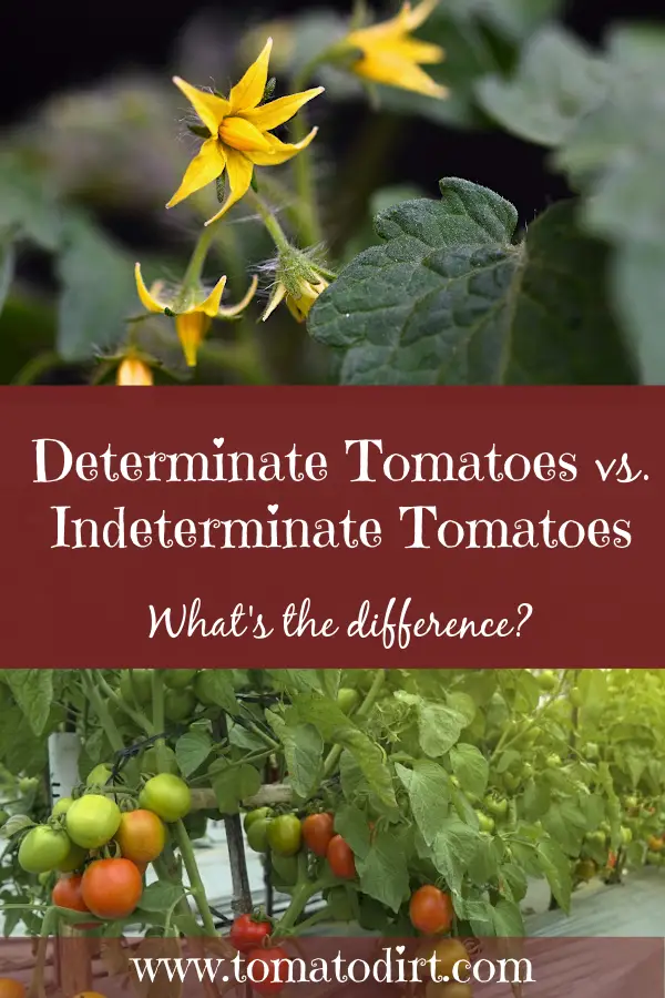Determinate tomatoes vs indeterminate tomatoes with Tomato Dirt #GrowTomatoes #HomeGardening