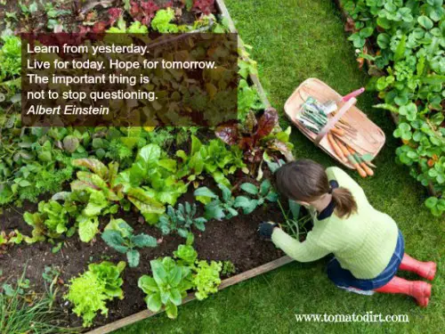 Einstein: learn from yesterday. With Tomato Dirt