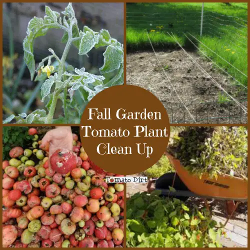 Fall Garden Tomato Plant Clean Up with Tomato Dirt