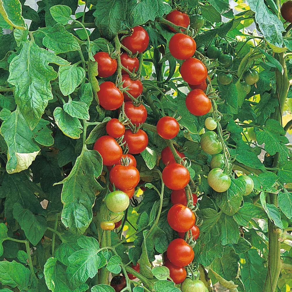 Gardener's Delight Cherry Tomato with Tomato Dirt