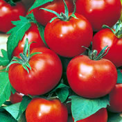 Tomato Grosse Lisse